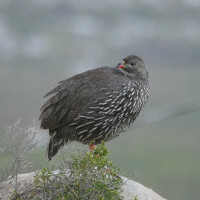 Cape Francolin